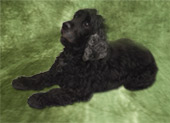 Morrison - Our Mascot